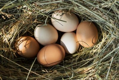 chicken eggs straw nest